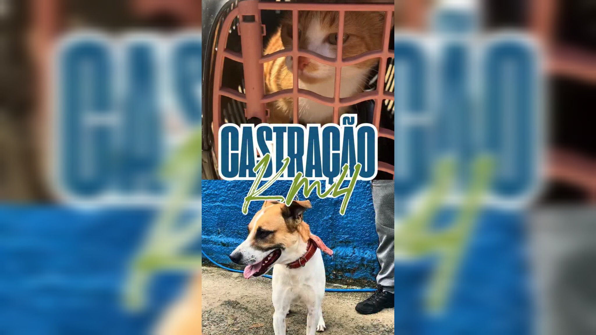 Cruzeiro abre inscrições para 230 vagas de castração gratuita de cães e gatos