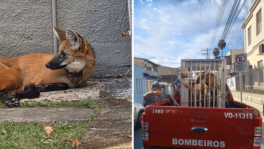Lobo-guará é capturado pelo Corpo de Bombeiros em faculdade de Lorena