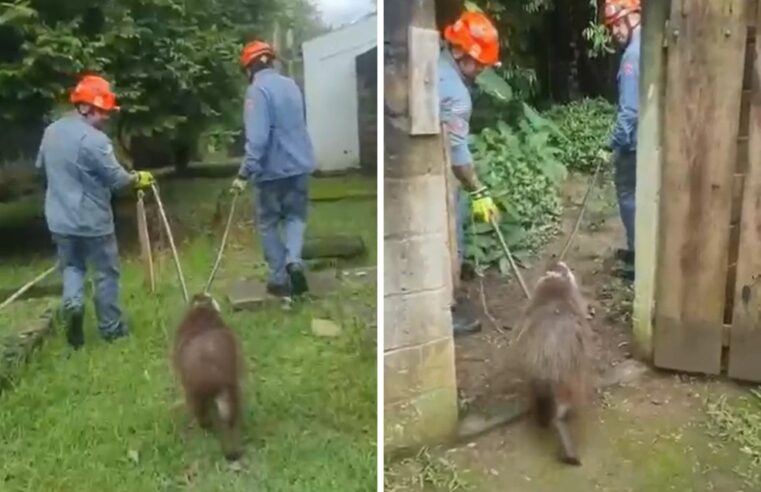 Capivara é resgatada após invadir creche, em Guaratinguetá