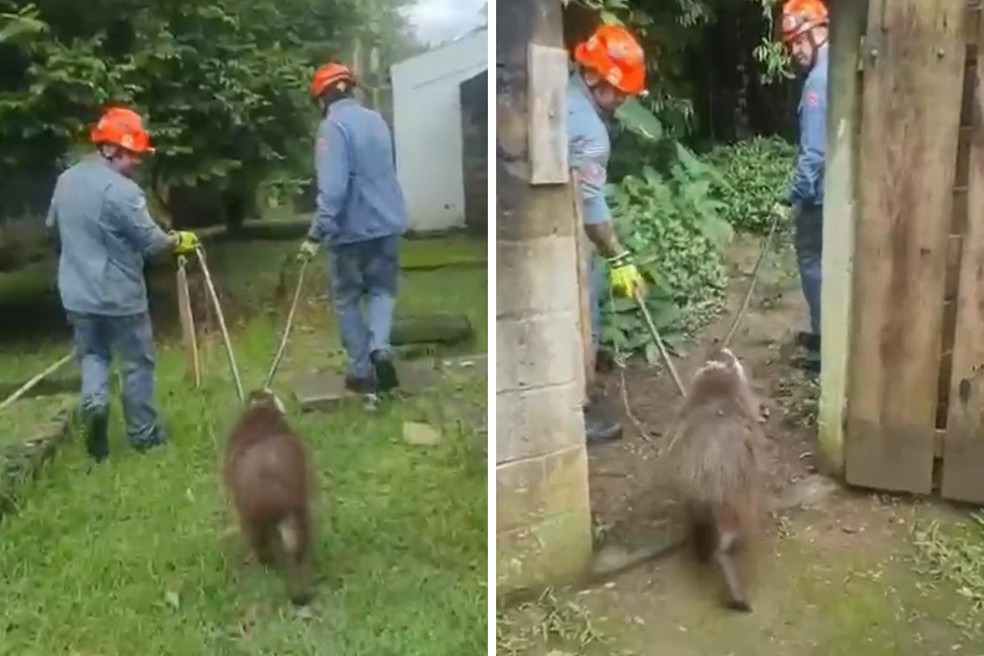 Capivara é resgatada após invadir creche, em Guaratinguetá